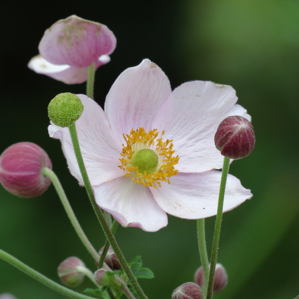 Обои белые лепестки, anemone hupehensis, японский анемон, white petals, japanese anemone разрешение 4000x3000 Загрузить