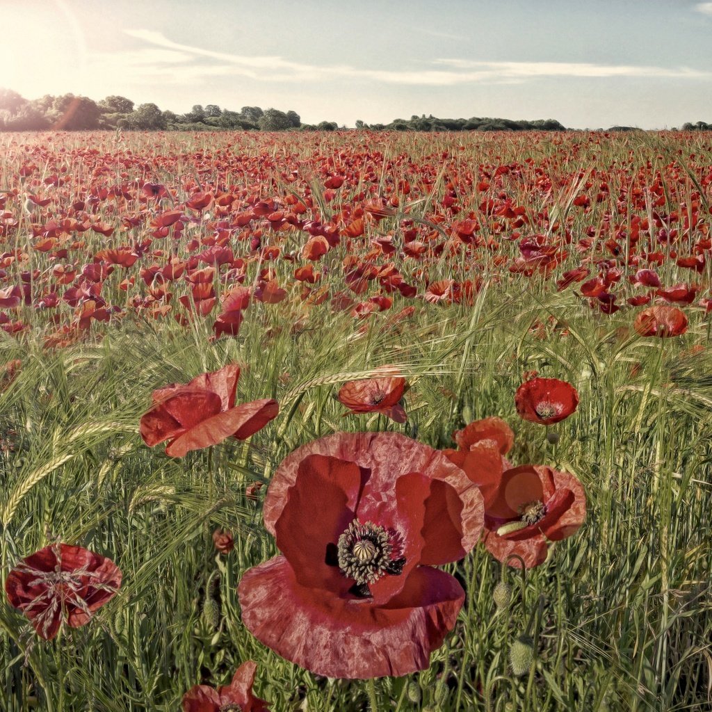 Обои цветы, трава, поле, красные, маки, flowers, grass, field, red, maki разрешение 2048x1365 Загрузить