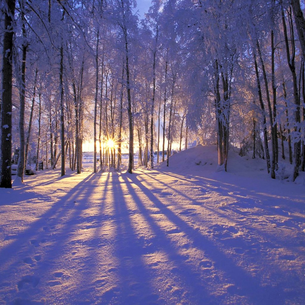 Обои солнце, снег, лес, зима, иней, деревья. лучи, the sun, snow, forest, winter, frost, trees. rays разрешение 1999x1333 Загрузить