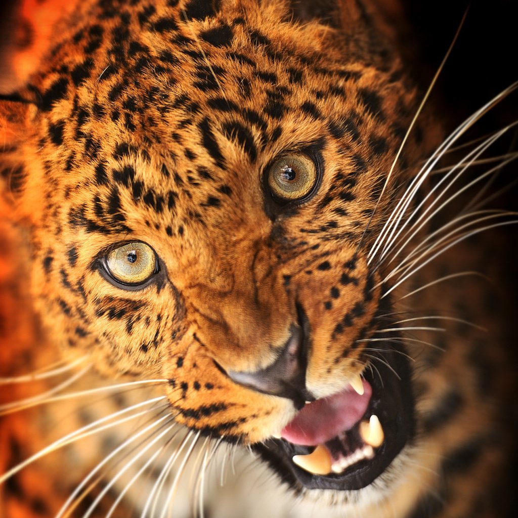 Обои морда, взгляд, леопард, клыки, хищник, черный фон, животное, масть, face, look, leopard, fangs, predator, black background, animal, the suit разрешение 2330x1741 Загрузить