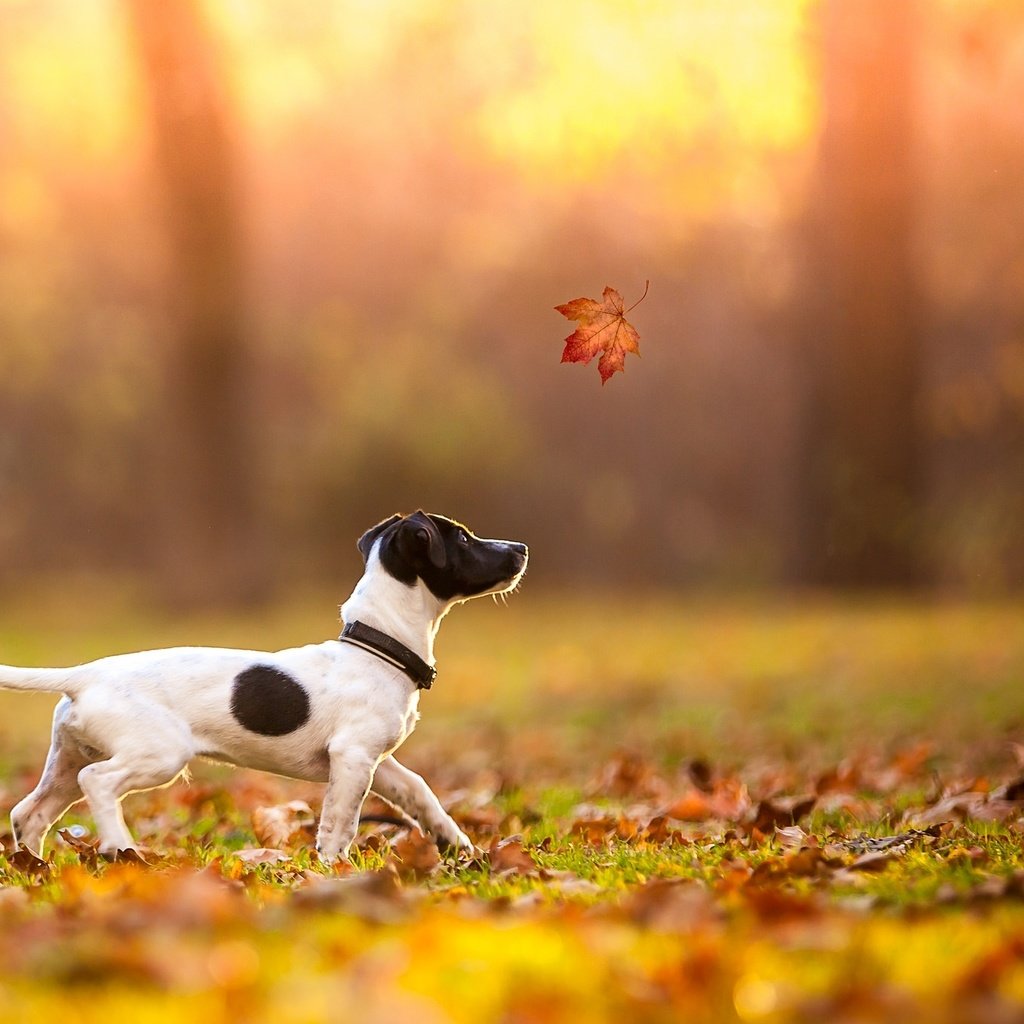 Обои осень, лист, щенок, клен, джек-рассел-терьер, autumn, sheet, puppy, maple, jack russell terrier разрешение 2048x1365 Загрузить