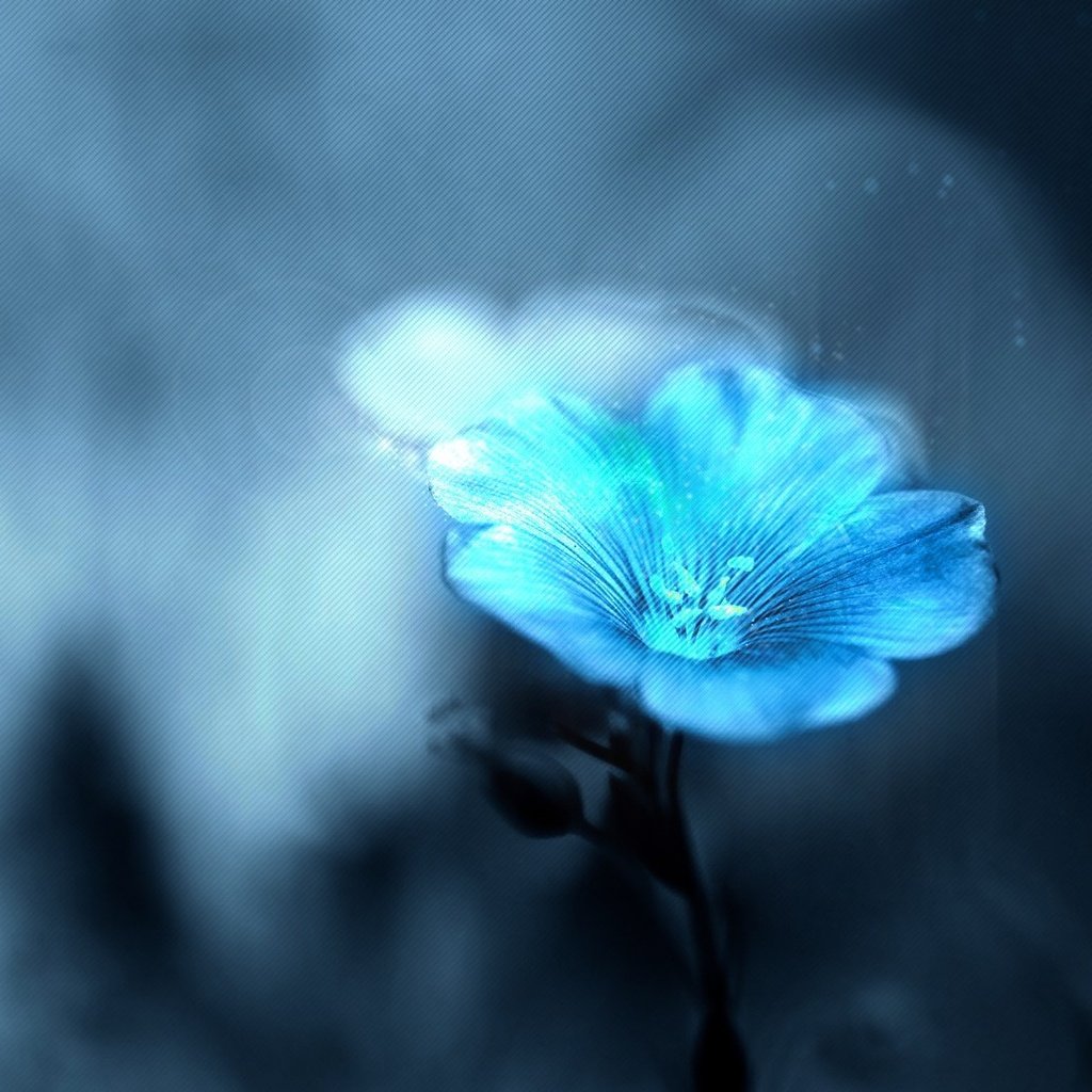 Обои цветок, размытость,  цветы, размытый, flower, blur, flowers, blurred разрешение 1920x1080 Загрузить