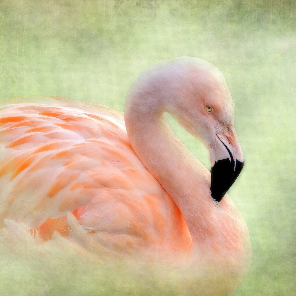 Обои фон, фламинго, птица, background, flamingo, bird разрешение 2048x1582 Загрузить