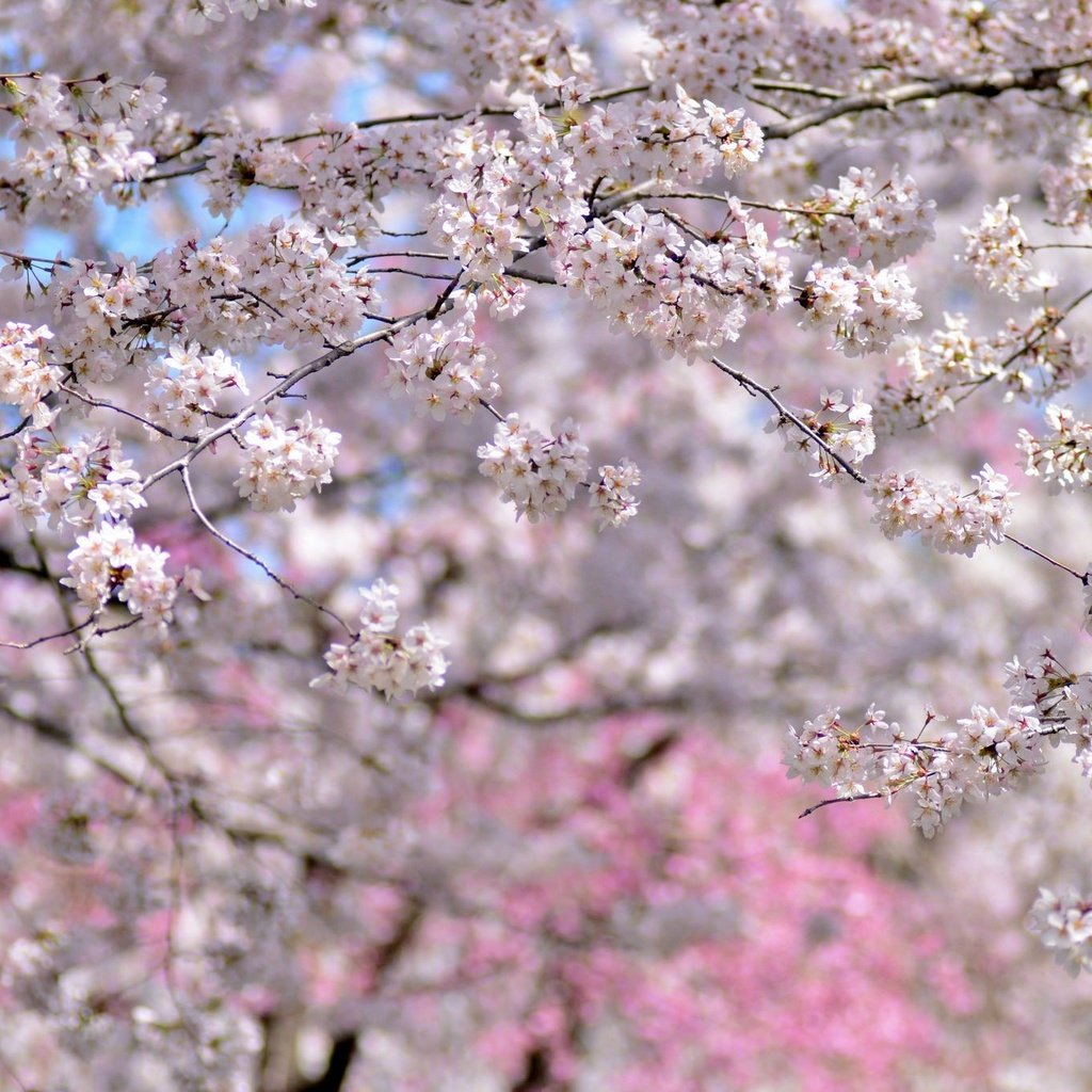 Обои деревья, цветение, весна, вишня, сакура, trees, flowering, spring, cherry, sakura разрешение 2048x1356 Загрузить