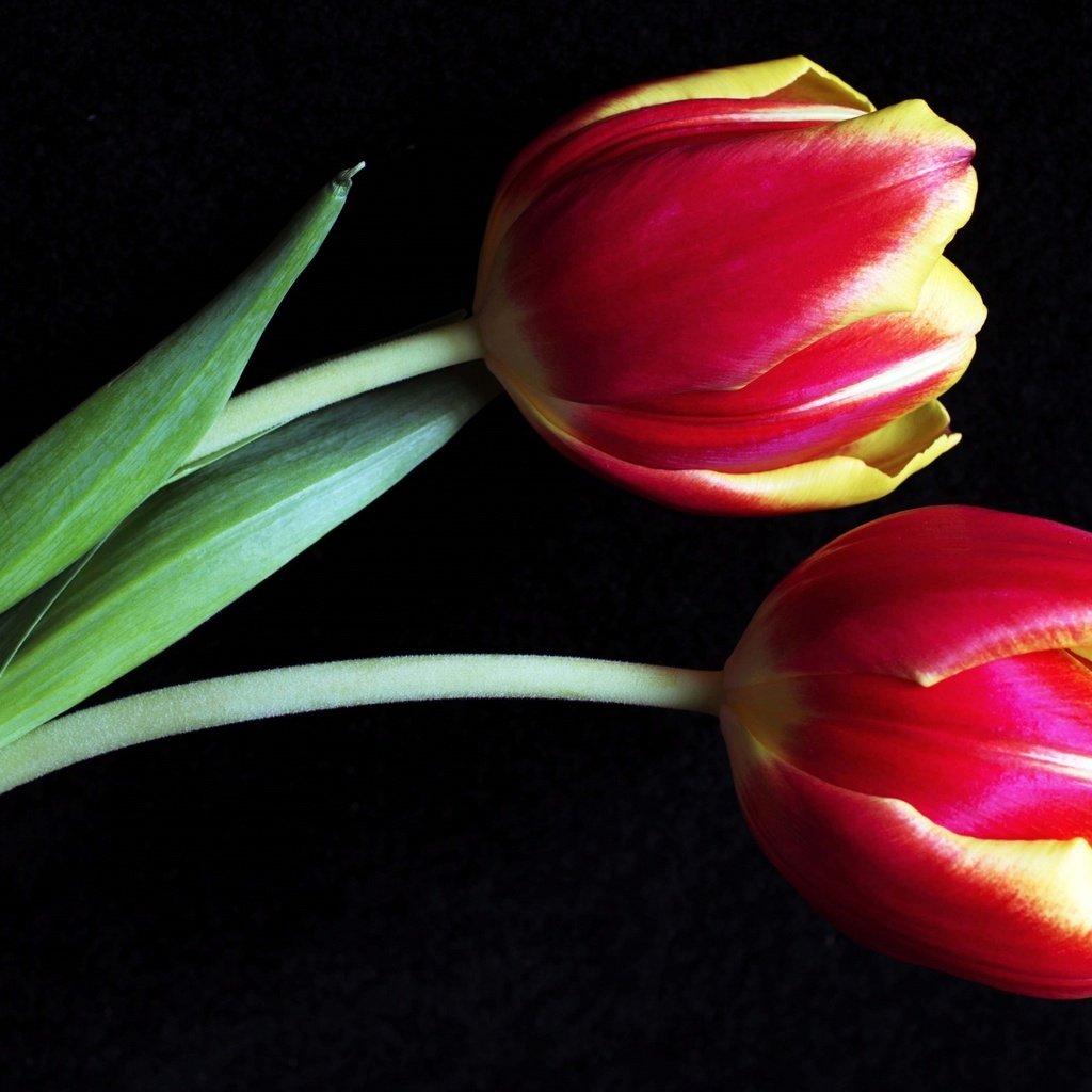 Обои бутоны, макро, тюльпаны, buds, macro, tulips разрешение 3000x1838 Загрузить