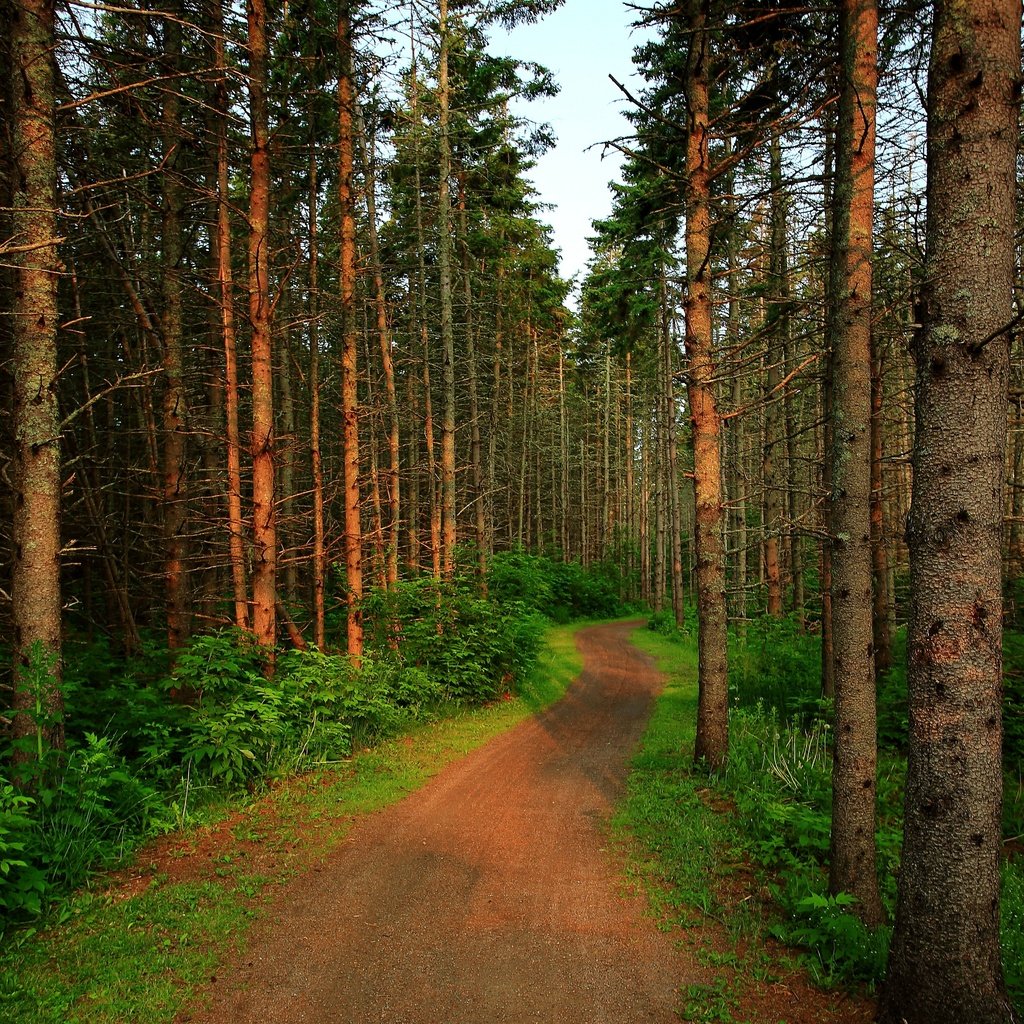 Обои деревья, лес, тропинка, деревь, на природе, trees, forest, path, nature разрешение 3840x3834 Загрузить