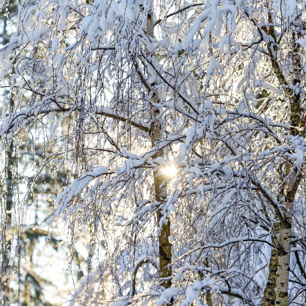 Обои свет, деревья, солнце, снег, зима, ветки, березы, light, trees, the sun, snow, winter, branches, birch разрешение 2600x1735 Загрузить