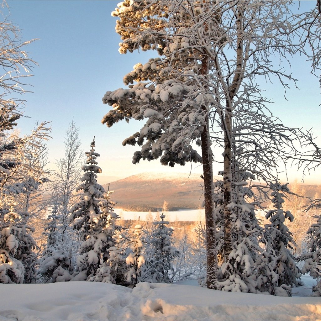 Обои деревья, снег, зима, ель, береза, trees, snow, winter, spruce, birch разрешение 2400x1570 Загрузить