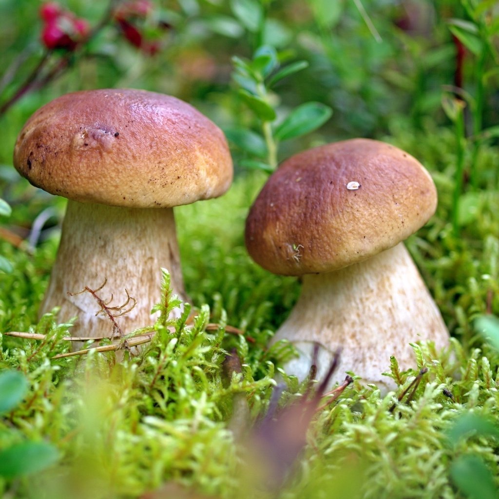 Обои грибы, парочка,  белый гриб, mushrooms, a couple, white mushroom разрешение 2000x1272 Загрузить