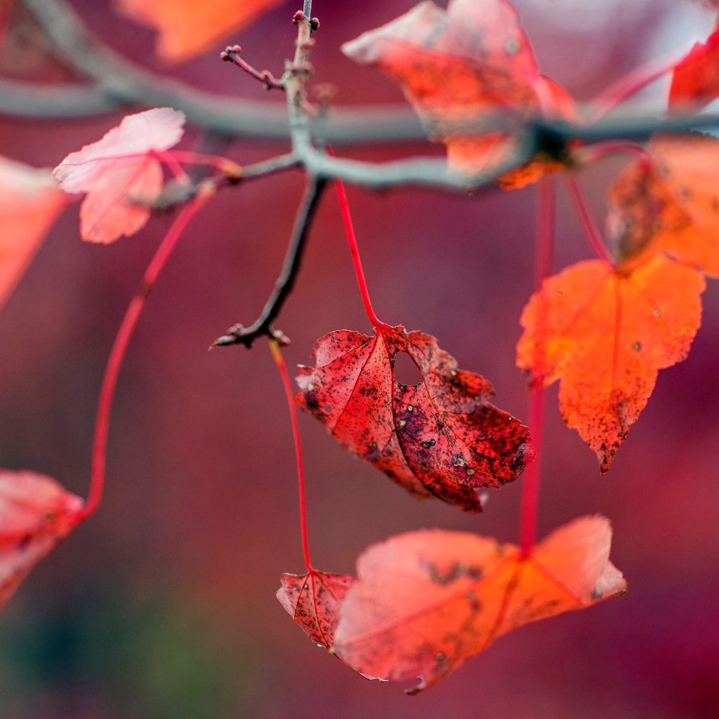 Обои листья, осень, красные, листочки, leaves, autumn, red разрешение 6016x4016 Загрузить