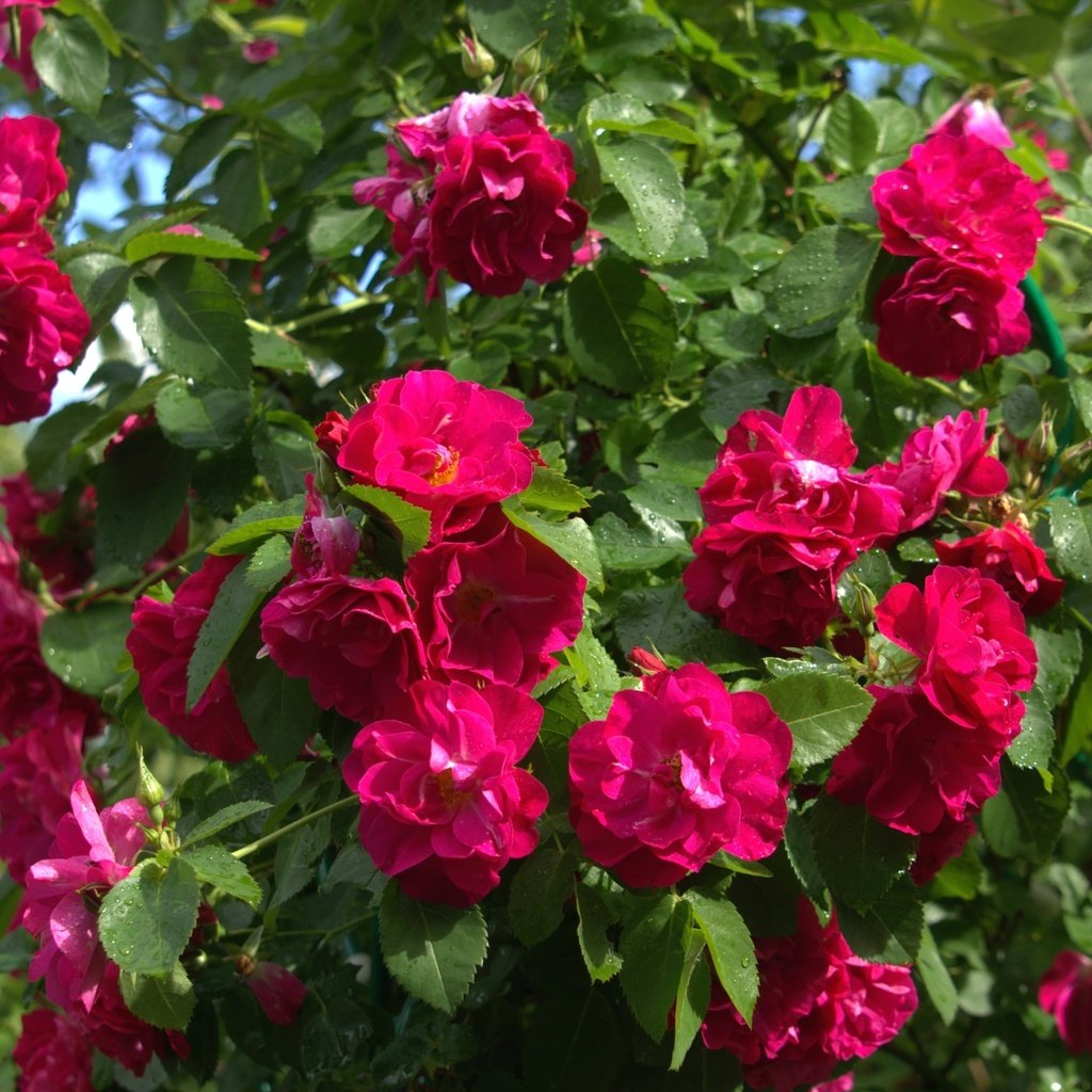Обои розы, куст, малиновый, roses, bush, raspberry разрешение 2400x1595 Загрузить