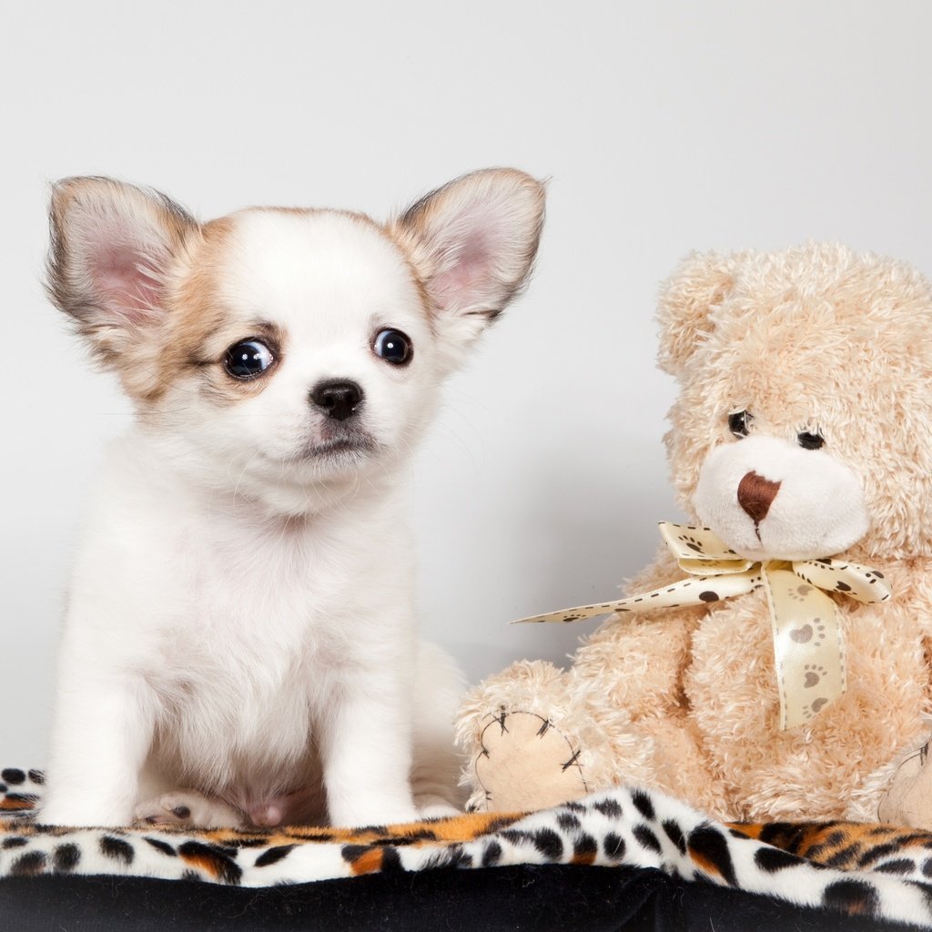 Обои игрушка, щенок, медвежонок, чихуахуа, toy, puppy, bear, chihuahua разрешение 3000x1902 Загрузить