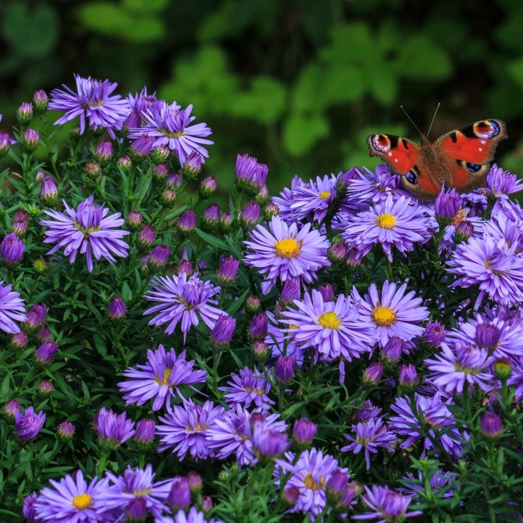 Обои цветы, насекомое, бабочка, сиреневые, татарская астра, flowers, insect, butterfly, lilac, tatar astra разрешение 1920x1255 Загрузить