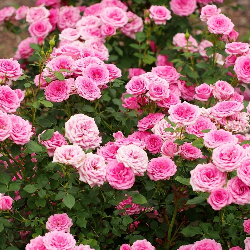 Обои цветы, бутоны, розы, лепестки, розовый, куст, flowers, buds, roses, petals, pink, bush разрешение 2048x1113 Загрузить