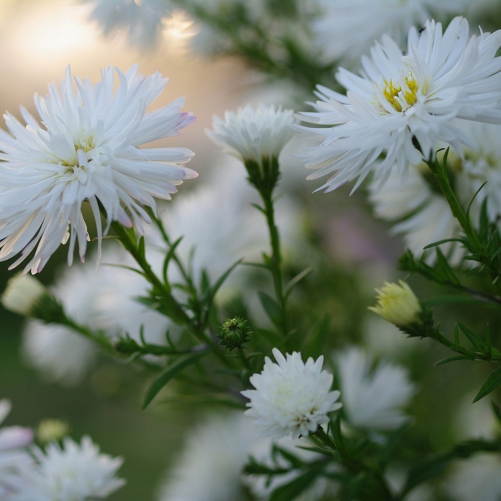 Обои цветы, макро, белые, астры, flowers, macro, white, asters разрешение 2232x1484 Загрузить