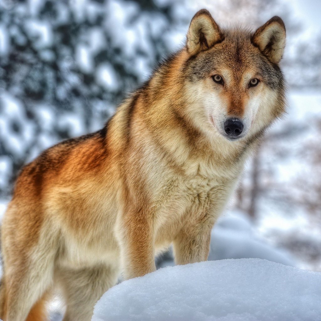 Обои морда, зима, хищник, мех, волк, face, winter, predator, fur, wolf разрешение 2048x1360 Загрузить