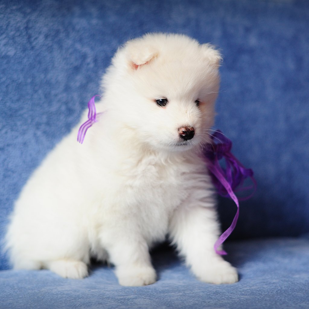 Обои собака, щенок, самоед, dog, puppy, samoyed разрешение 4256x2832 Загрузить