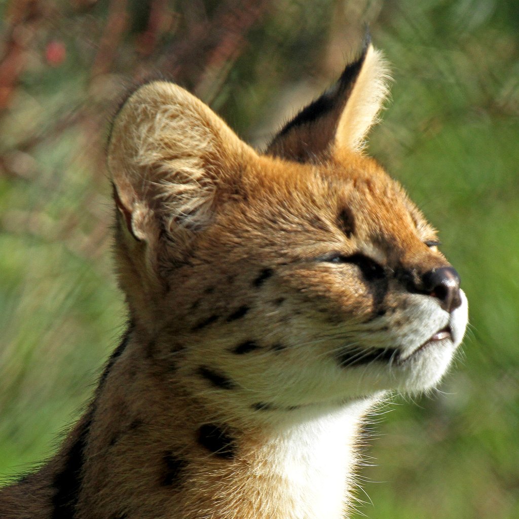 Обои мордочка, котенок, профиль, малыш, сервал, кустарниковая кошка, leptailurus serval, muzzle, kitty, profile, baby, serval, bush cat разрешение 2000x1280 Загрузить