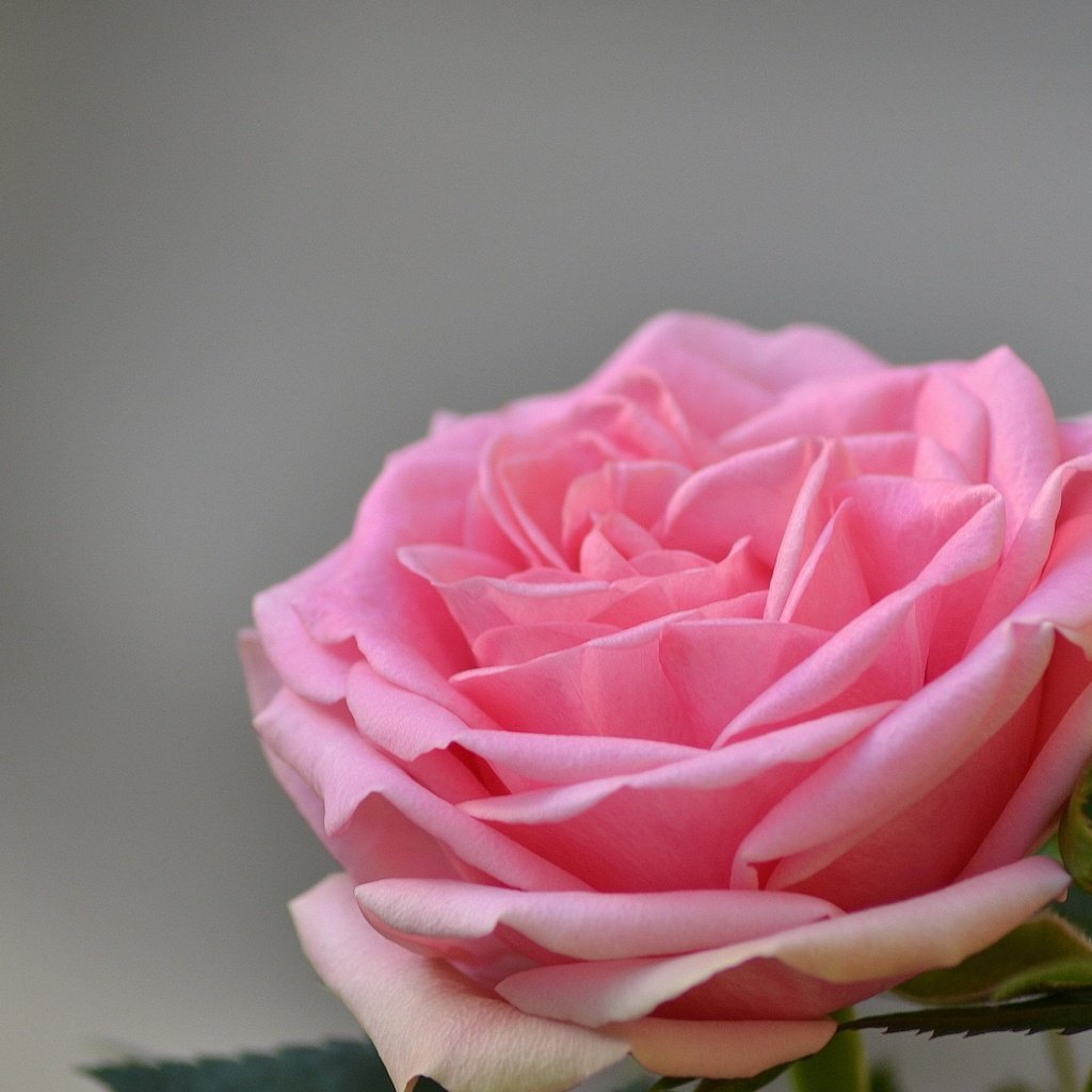 Обои цветы, роза, лепестки, бутон, розовые, flowers, rose, petals, bud, pink разрешение 1920x1200 Загрузить