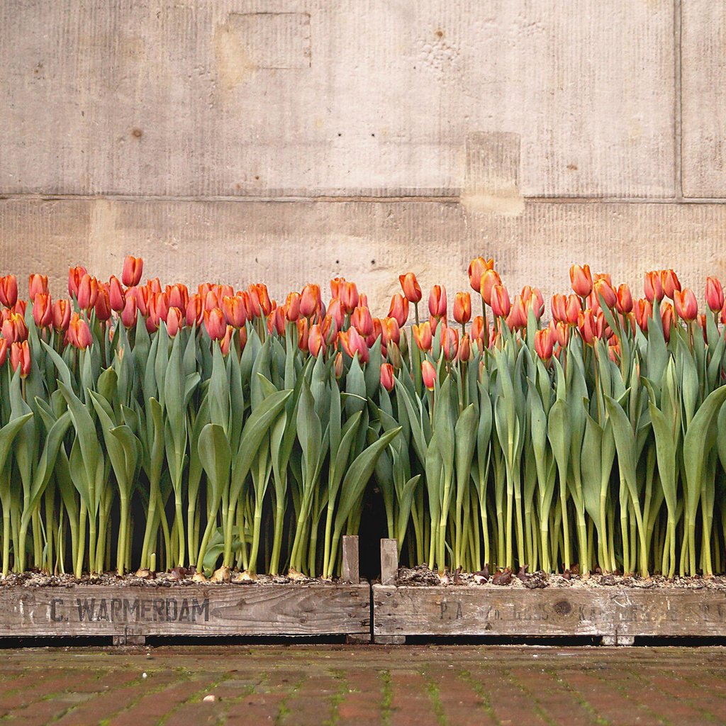 Обои цветы, фон, тюльпаны, flowers, background, tulips разрешение 2048x1361 Загрузить