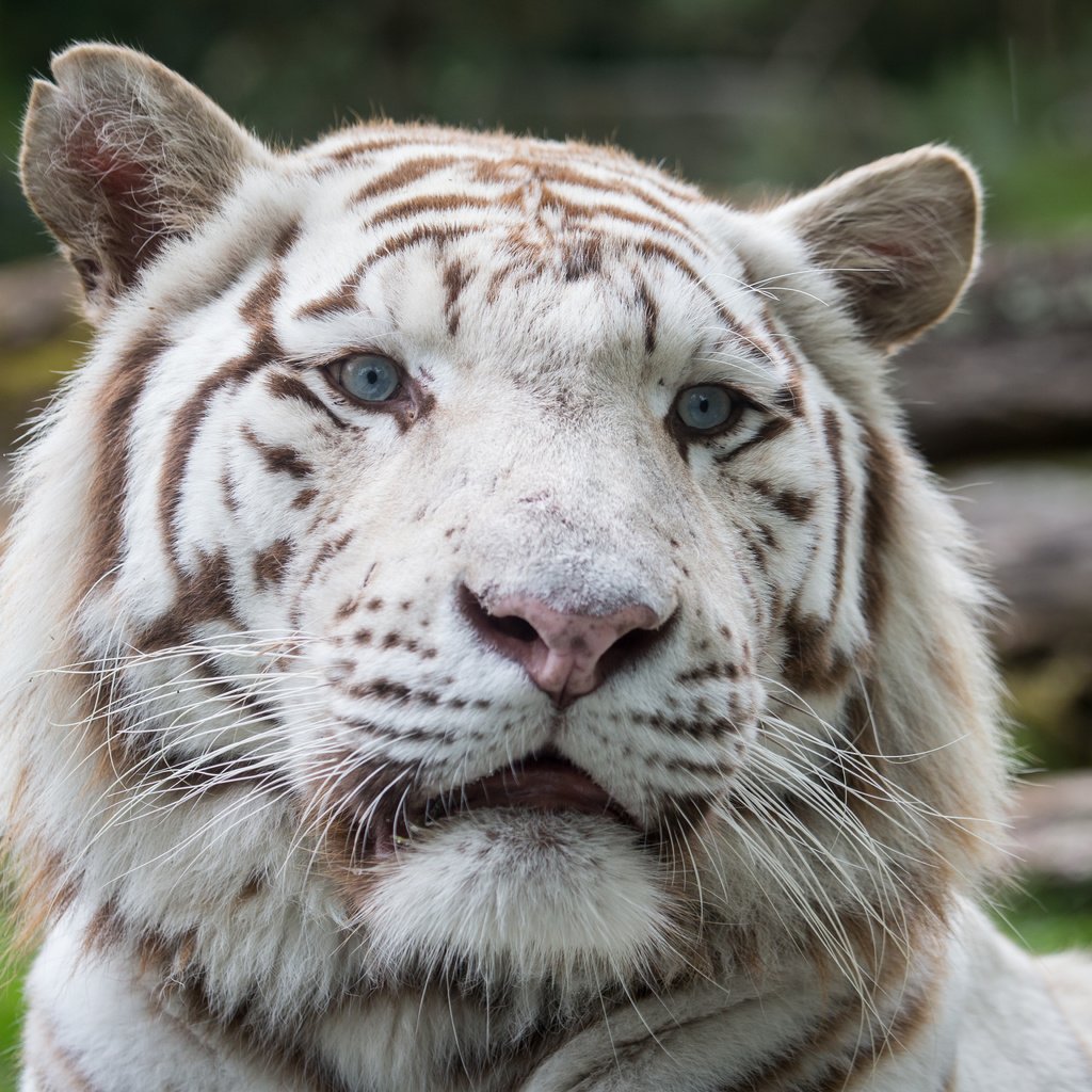 Обои тигр, морда, кошка, взгляд, белый тигр, tiger, face, cat, look, white tiger разрешение 5184x3456 Загрузить