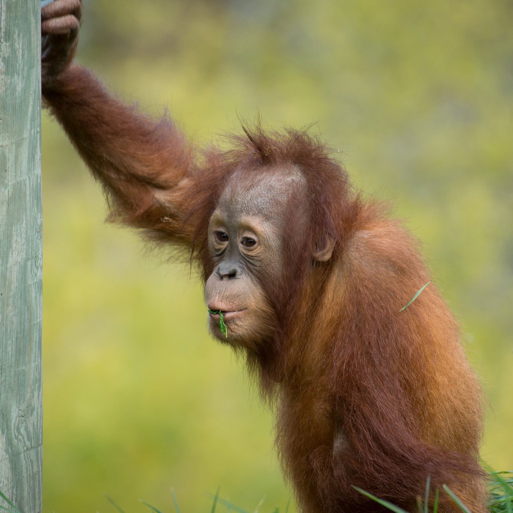 Обои обезьяна, детеныш, орангутан, суматранский орангутан, monkey, cub, orangutan, sumatran orangutan разрешение 2048x1365 Загрузить