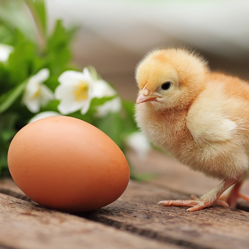 Обои цветы, птенец, птица, цыплёнок, яйцо, курица, flowers, chick, bird, chicken, egg разрешение 1920x1303 Загрузить