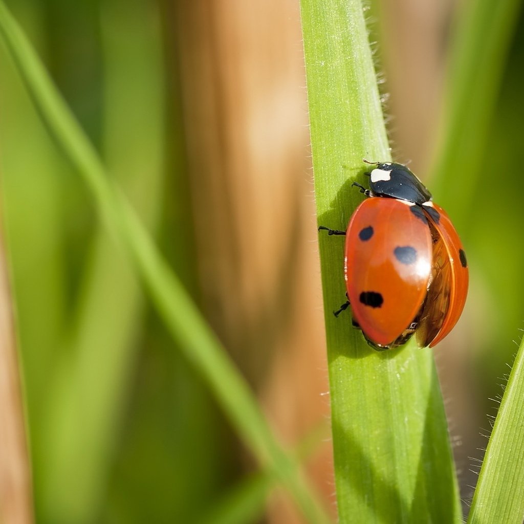 Обои трава, макро, насекомое, божья коровка, 7, grass, macro, insect, ladybug разрешение 1920x1080 Загрузить