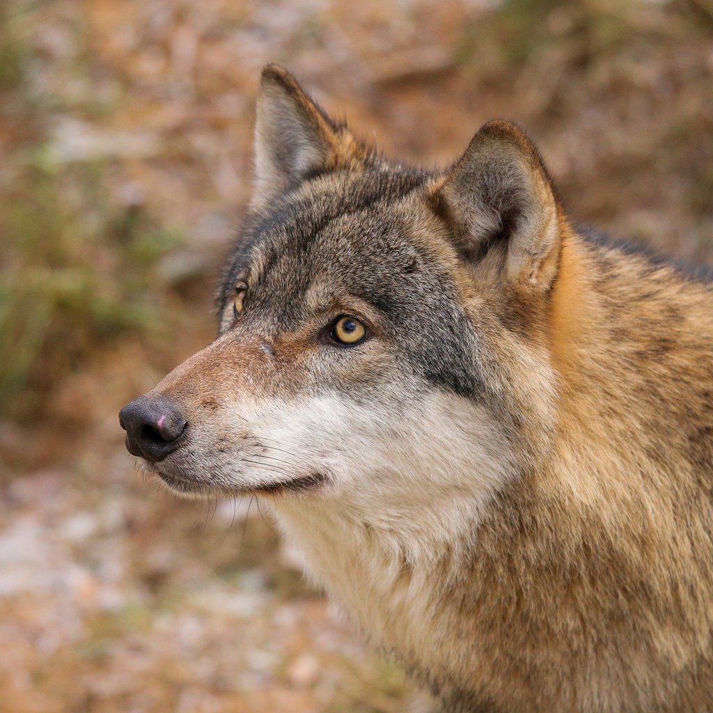 Обои природа, волк, quiet-bliss, really, big bad wolf!, nature, wolf, the big bad wolf! разрешение 2000x1333 Загрузить