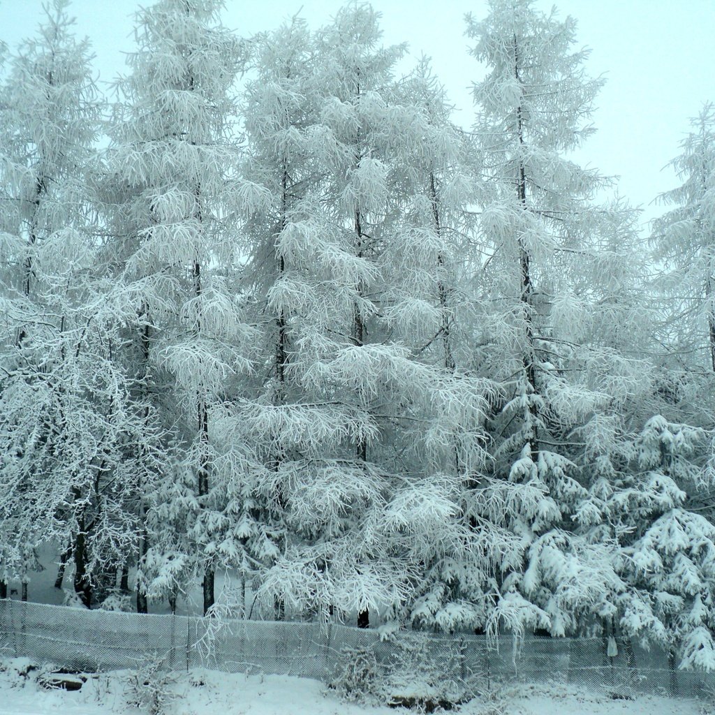 Обои деревья, снег, лес, зима, мороз, деревь, изморозь, trees, snow, forest, winter, frost разрешение 4000x3000 Загрузить
