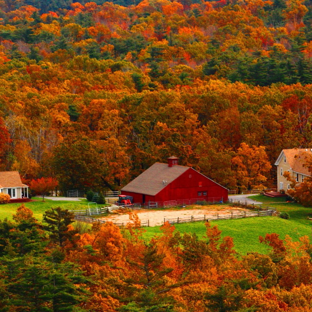 Обои деревья, лес, осень, дома, trees, forest, autumn, home разрешение 1920x1280 Загрузить