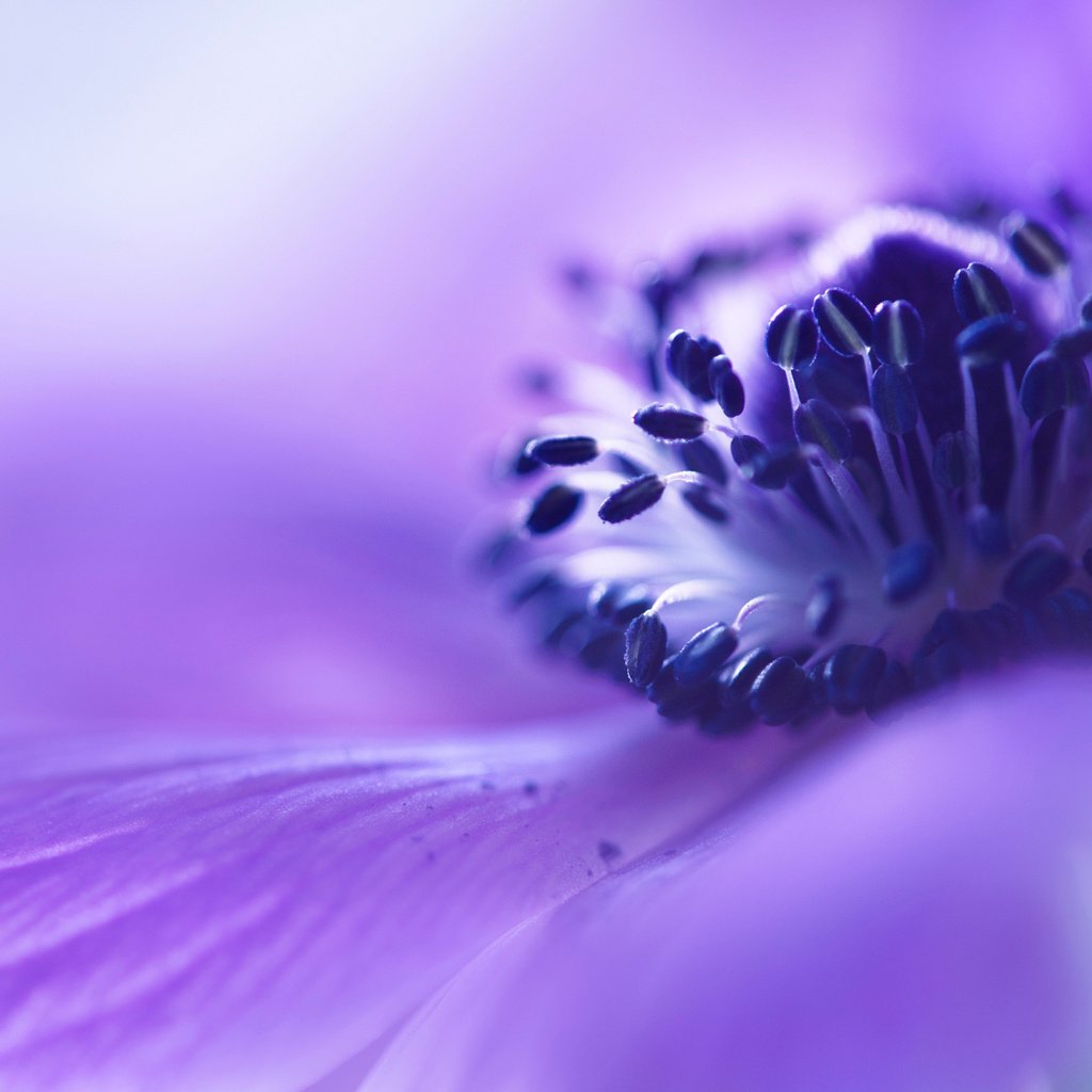 Обои макро, цветок, размытость, сиреневый, анемона, macro, flower, blur, lilac, anemone разрешение 2048x1365 Загрузить