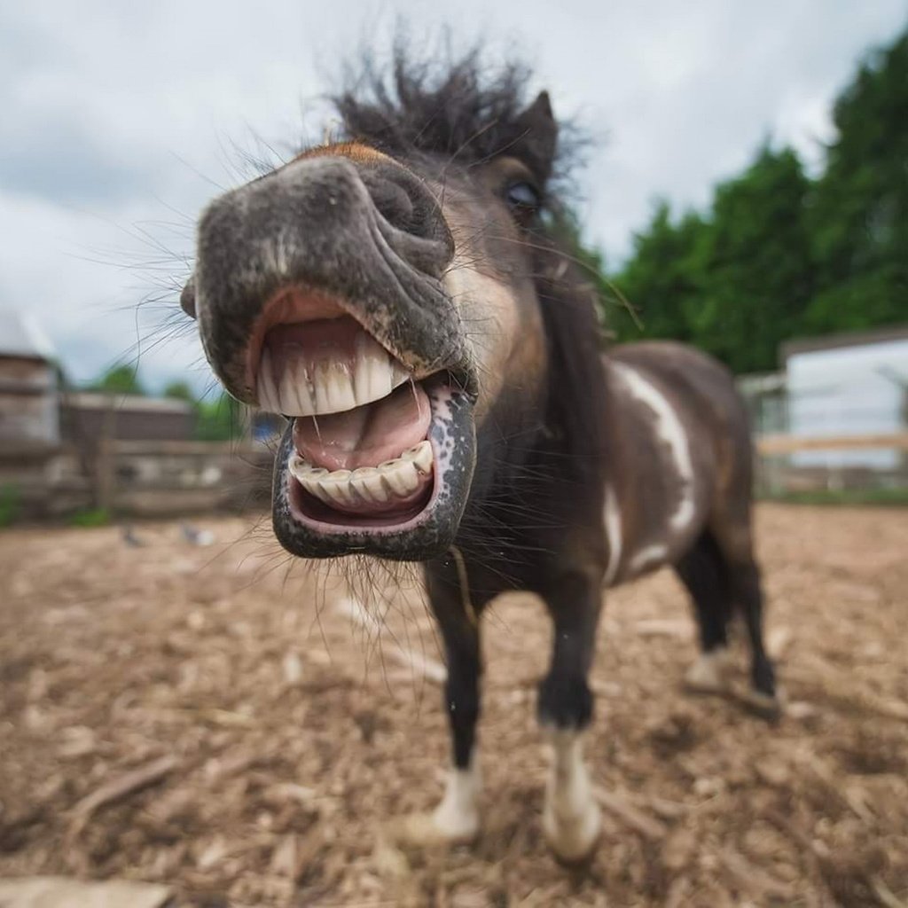 Обои морда, лошадь, портрет, животное, пони, конь, ракурс, shetland, face, horse, portrait, animal, pony, view разрешение 1920x1283 Загрузить