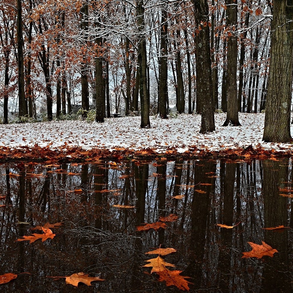 Обои снег, листья, зима, отражение, парк, осень, первый снег, snow, leaves, winter, reflection, park, autumn, the first snow разрешение 2017x1356 Загрузить