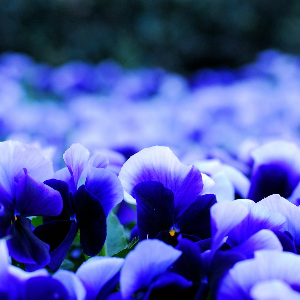 Обои цветы, макро, лепестки, размытость, анютины глазки, виола, бело-синие, flowers, macro, petals, blur, pansy, viola, white-blue разрешение 1920x1080 Загрузить