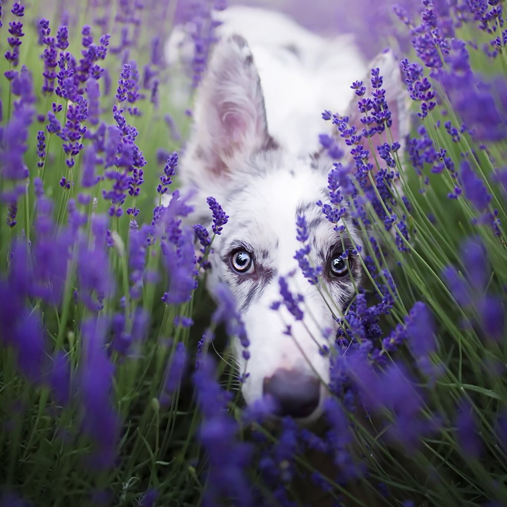 Обои цветы, лаванда, взгляд, собака, бордер-колли, cirilla, alicja zmysłowska, flowers, lavender, look, dog, the border collie разрешение 1920x1280 Загрузить