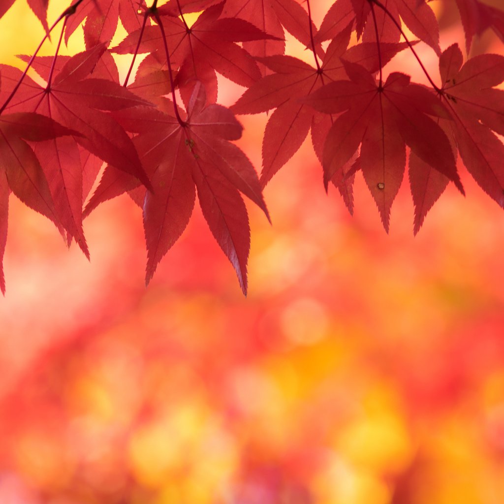 Обои природа, листья, осень, клен, кленовый лист, осенние листья, багряный, nature, leaves, autumn, maple, maple leaf, autumn leaves, scarlet разрешение 2048x1362 Загрузить