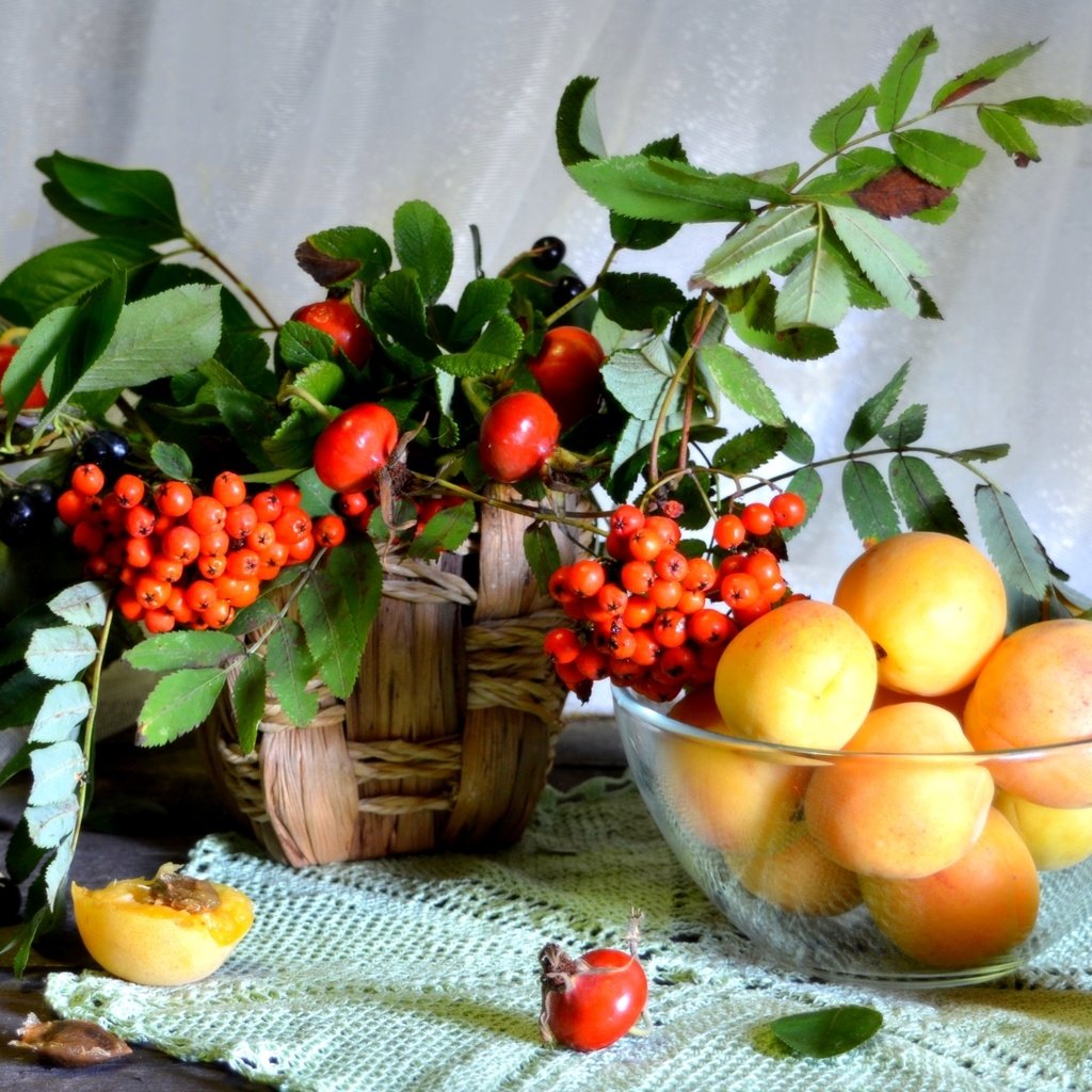 Обои фрукты, шиповник, абрикос, ягоды, натюрморт, рябина, арония, fruit, briar, apricot, berries, still life, rowan, aronia разрешение 2000x1289 Загрузить