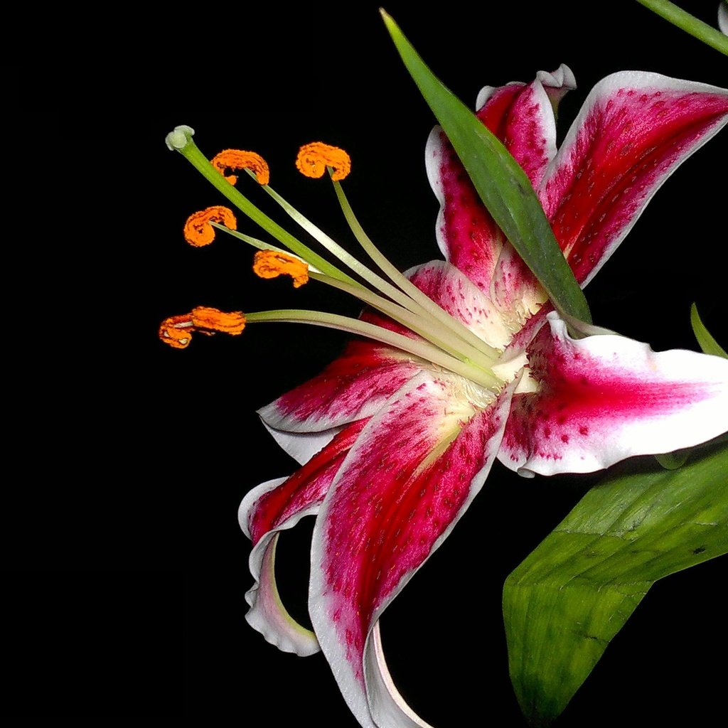 Обои макро, цветок, лилия, macro, flower, lily разрешение 2560x1920 Загрузить