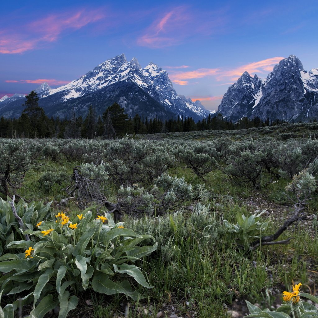 Обои цветы, горы, поле, flowers, mountains, field разрешение 2560x1756 Загрузить