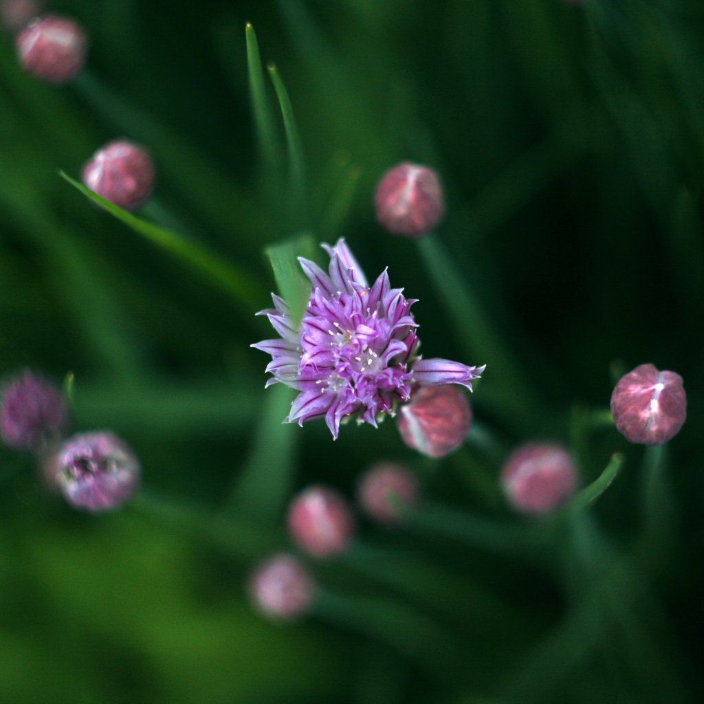 Обои зелень, весна, лук, дикий лук, greens, spring, bow, wild onion разрешение 3888x2592 Загрузить