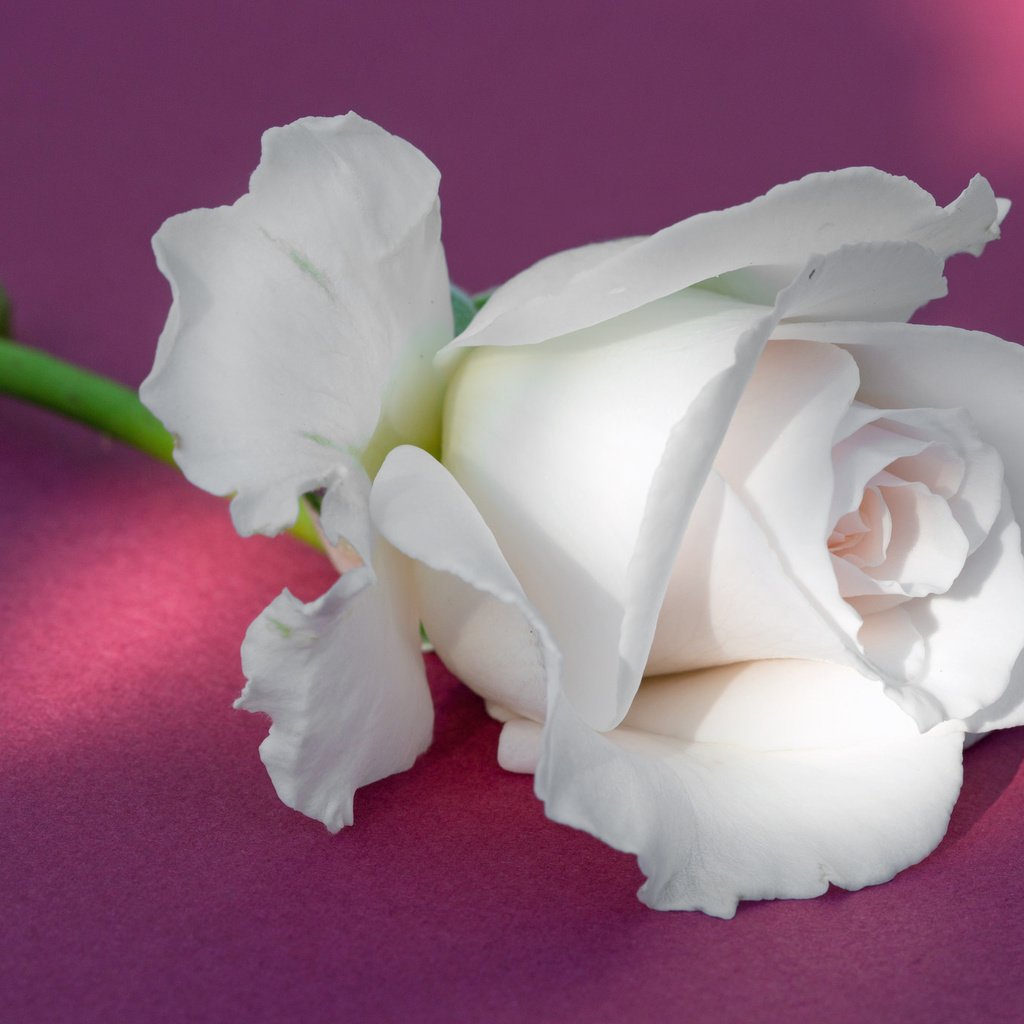 Обои фон, роза, бутон, белая, background, rose, bud, white разрешение 2048x1365 Загрузить