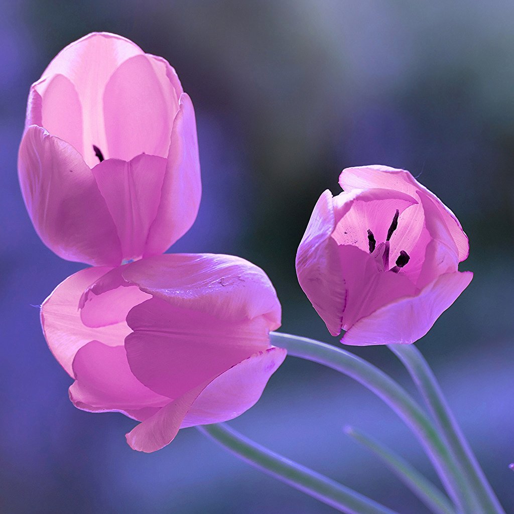 Обои цветы, бутоны, фон, весна, тюльпаны, трио, flowers, buds, background, spring, tulips, trio разрешение 2048x1152 Загрузить