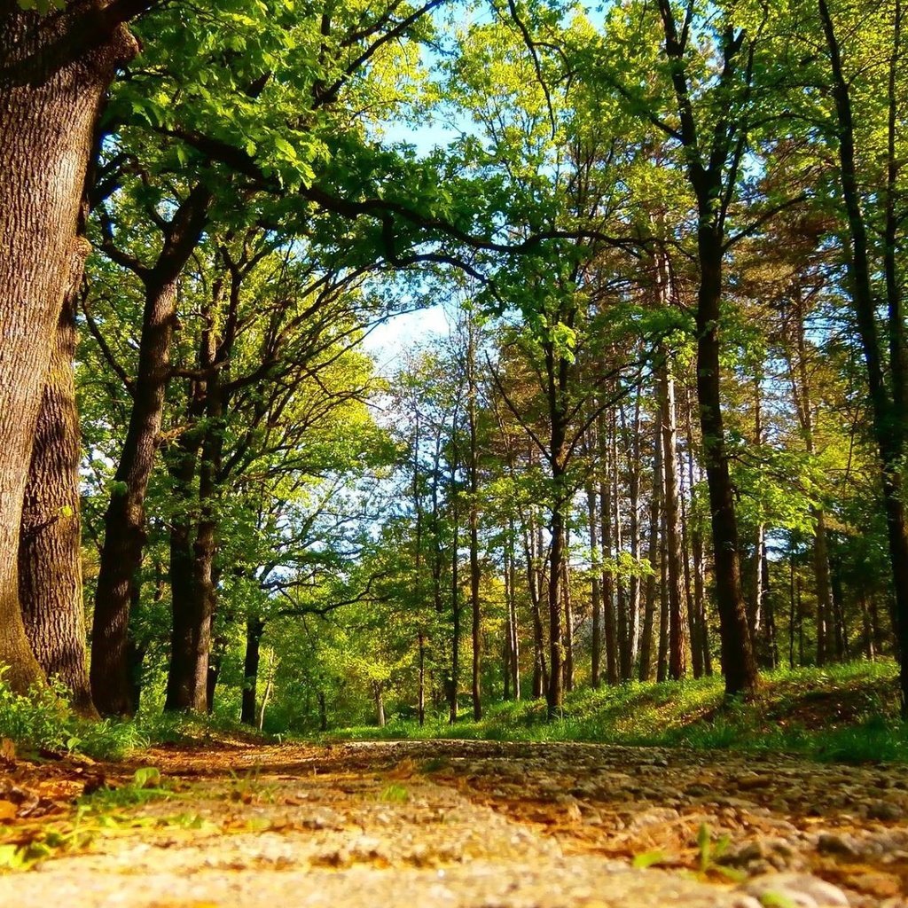 Обои дорога, деревья, лес, road, trees, forest разрешение 2048x1267 Загрузить