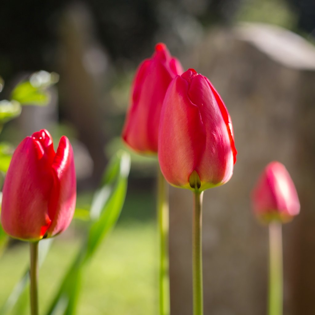 Обои цветы, фон, тюльпаны, flowers, background, tulips разрешение 5340x3560 Загрузить