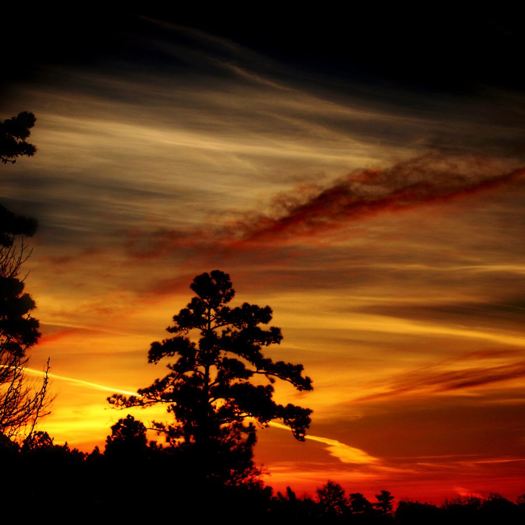 Обои деревья, вечер, закат, силуэты, тёмные, trees, the evening, sunset, silhouettes, dark разрешение 2560x1600 Загрузить