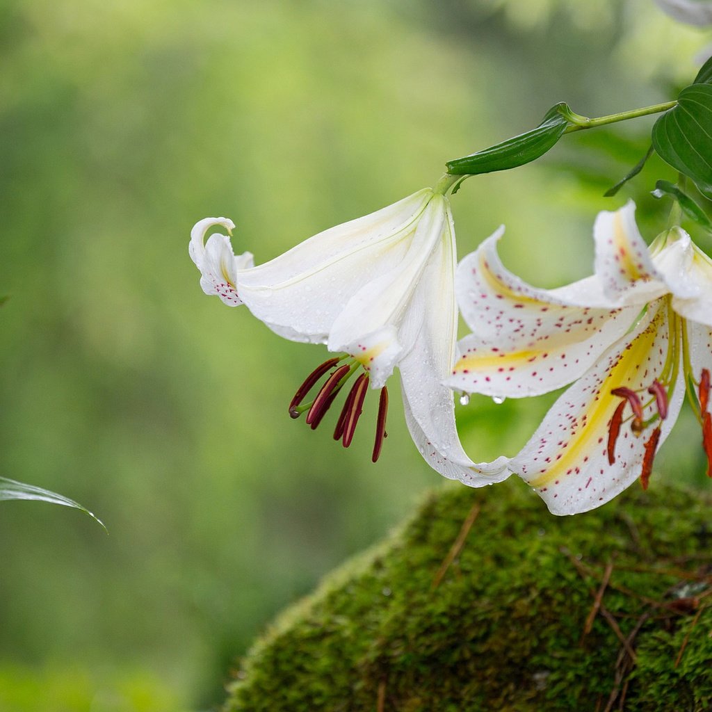 Обои цветы, макро, лепестки, мох, лилии, flowers, macro, petals, moss, lily разрешение 1920x1200 Загрузить