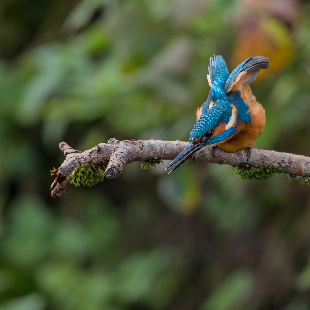 Обои птица, зимородок, bird, kingfisher разрешение 2048x1365 Загрузить