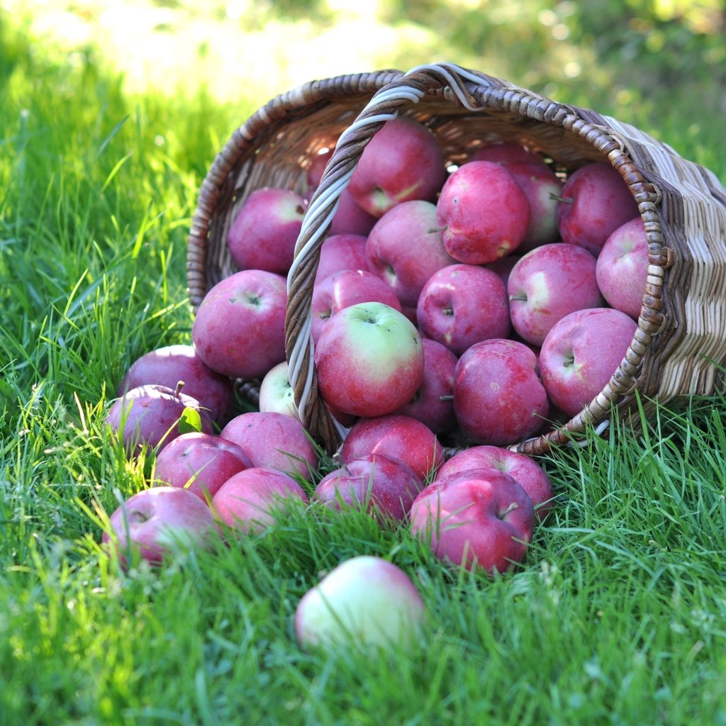 Обои трава, фрукты, яблоки, корзина, grass, fruit, apples, basket разрешение 3000x1918 Загрузить