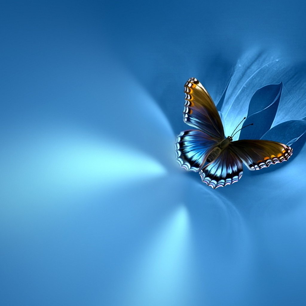 Обои фон, бабочка, на синем, background, butterfly, blue разрешение 1920x1080 Загрузить